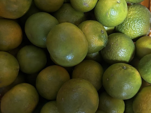 ＜期間限定＞摘果たんかん　5kg／料理・ドリンク・加工用に最適！