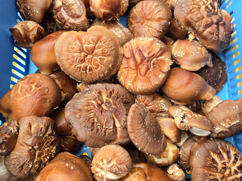 ★原木しいたけ　訳あり品　1.5キロ　高級品種