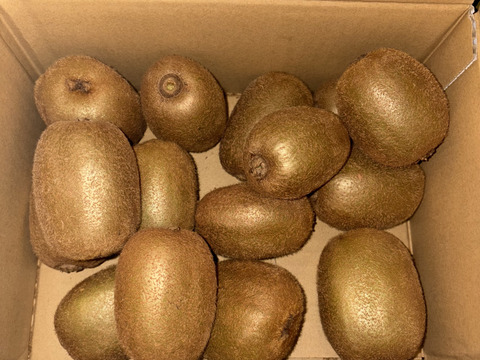 【訳あり】糖酸バランスのとれたキウイ『ヘイワード』(2kg)