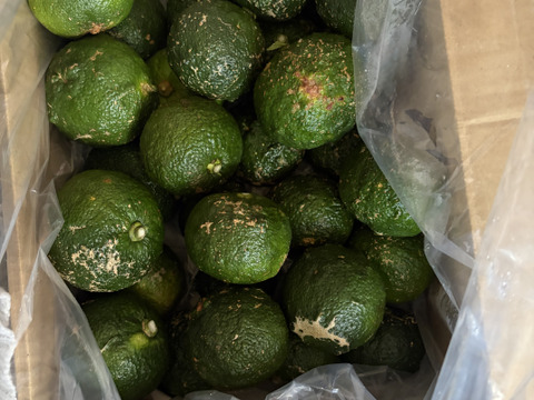 自然栽培！もぎたてすぐ出荷！めちゃ訳アリ青ゆず玉2kg（20~40個前後