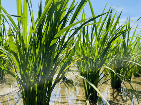 新米　コシヒカリ　宮崎県産　５キロ