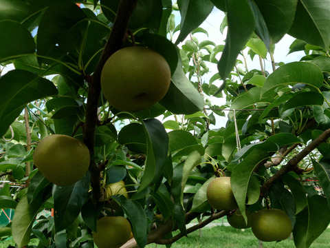 梨『幸水』　５kgサイズ箱　家庭用　シャリシャリ、ジューシーで大人気！！