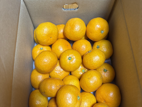 【最高級】真穴（まあな）産地直送　極上みかん　2S～Sサイズ　3Kg やや小ぶり　贈答　【冬ギフト】