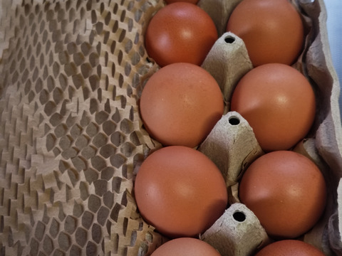 朝採れ！平飼いプレミアム卵 【20個】有精卵