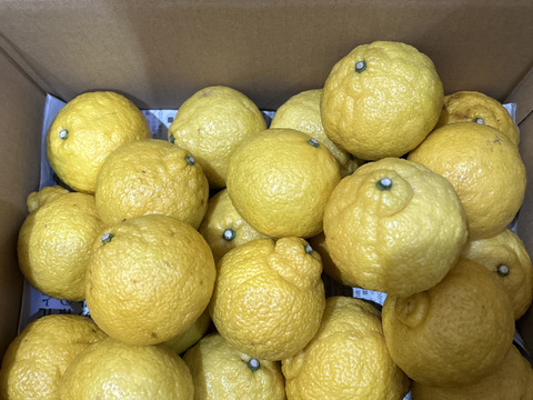 はるか　春の味　家庭用Ｂ品　箱込み4.5キロ