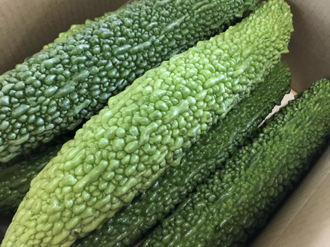 1日5名様限定 宮崎産路地ゴーヤ15本 宮崎県産 食べチョク 農家 漁師の産直ネット通販 旬の食材を生産者直送