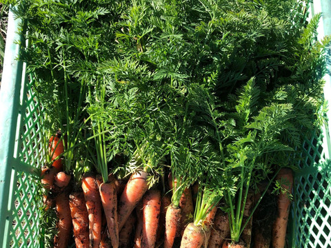 富士山の麓で栽培しているため、葉っぱつきは霜が降りるまでの期間限定】すっきりした甘さで、シンプルな料理でとても美味しい人参！自然栽培　黒田五寸人参3kg 葉っぱつき！
