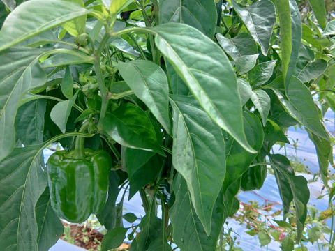 少し大きめ！子供に人気の高原ピーマン！1キロ