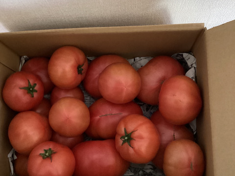 お母さんスタッフいちおし!!熊本県八代産訳ありトマト『おっぺしゃん』４kg