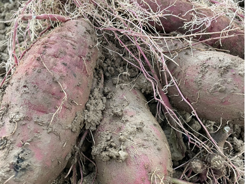 赤土栽培！奥能登産シルクスィート（ご家庭用）5キロ