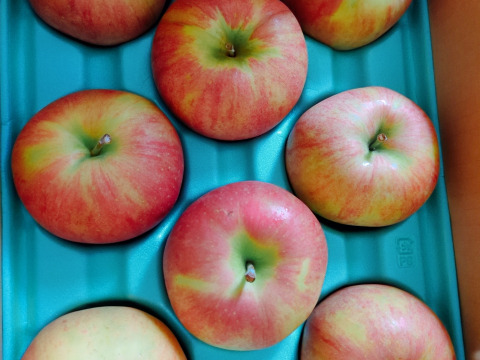 【即日発送】 シナノスイート 訳あり 3kg 色薄りんご 甘い  ご家庭用  果物 フルーツ お中元 ギフト リンゴ アップル   おやつ 子供のおやつ 貯蔵りんご フルーツ