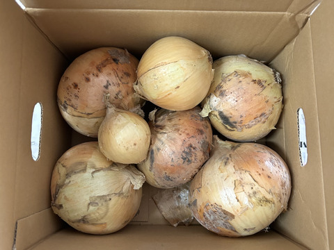 新玉ねぎ3kg🅱️🧅淡路島極熟玉葱　今が旬‼️ 特別栽培農産物　シャーロットオニオン