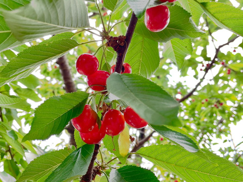 〈限定品種〉甲斐ルビー　予約受付開始！さくらんぼ　１ｋｇ　バラ詰め　S-Lサイズ　６月お届け～