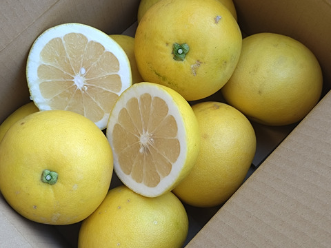 国産スウィーティー(オロブロンコ）