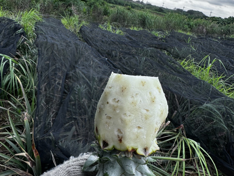 沖縄県石垣島産小玉ピーチパイン4個