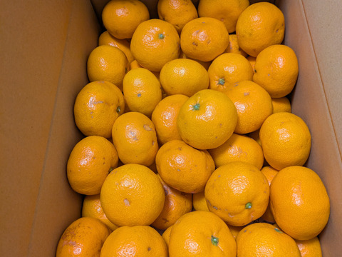 おすすめNo.1　小玉5キロ　有田みかん