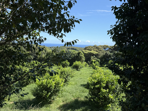 【天皇杯受賞農家】高知県大月町産・農家直送 こじゃんとレモン 5kg（化学肥料/防腐剤/ワックス不使用）