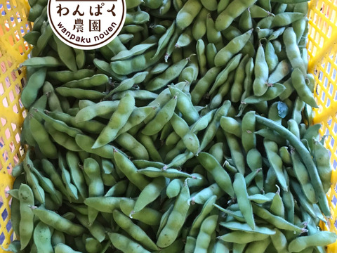 わんぱく農園の感動野菜BOX(7〜10品)