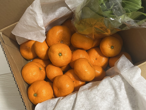 【訳あり】早生みかん(静岡県産) ３kg