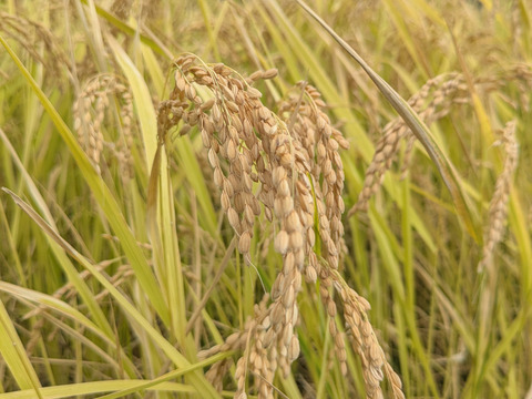 【令和７年新米】新米コシヒカリ【１０ｋｇ】千葉県南房総市産