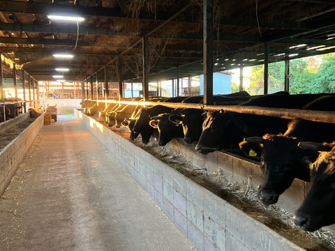 【お歳暮 肉ギフト 2025】黒毛和牛スライス、和歌山県産最高級ブランド熊野牛（霜降りロース250g・赤身モモ250g）食べ比べ、すき焼き、しゃぶしゃぶ用