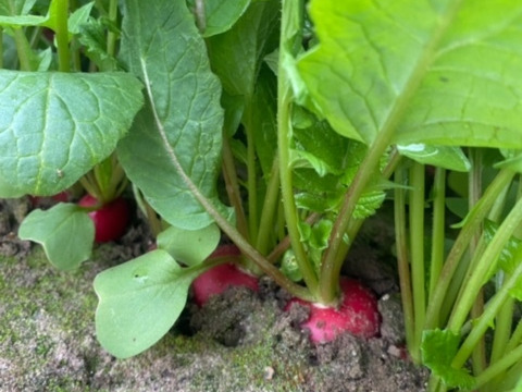 カラフルラディッシュ1kg(6～7袋、1袋当たり4個以上)　テーブルを華やかに！　　京都府産