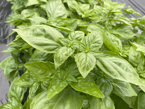 【京都産バジル】香り強め！ジェノベーゼにぴったり　200ｇ