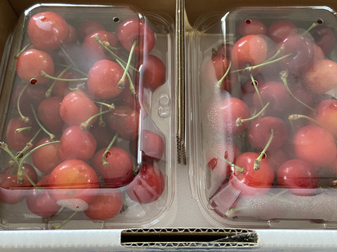 今なら生！北海道産ニンニクMサイズ