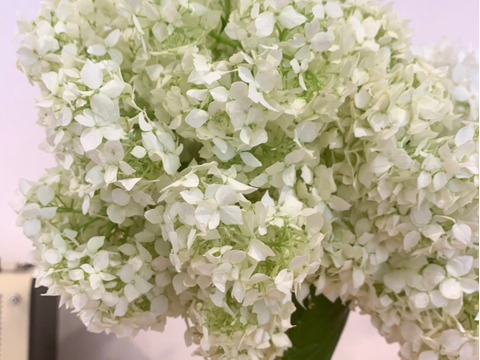 【癒しのお花】アナベル　5本　(30〜50cm)