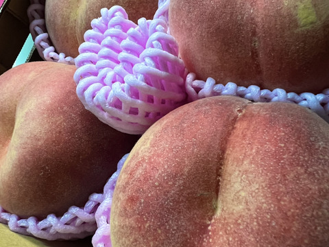 🍑さくら白桃　約1.5kg 5玉前後　9月上旬発送　希少な桃　【ASIAGAP認証農場：津軽農園】　安心・安全な桃　収穫した日に発送　家庭用　農家直送【朝どれ】