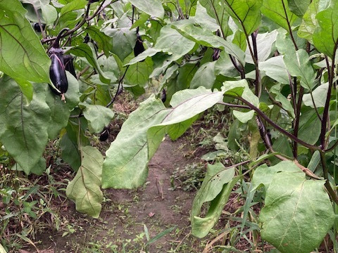 今が旬の夏秋ナス　艶・張り良好です。　（6～10本、約1kg）