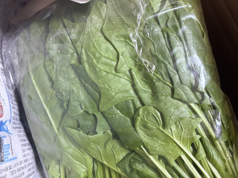 宮ほうれん草　500g　2袋入り