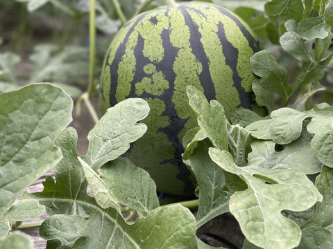 初夏の爽やかな甘味！大玉スイカ(銀河)