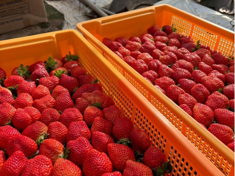 🍓日テレDayDay出演話題沸騰🍓【糖度15度オーバー】一万人が虜になった究極の匠の叡智『八女津姫ブランドいちご』大容量パッケージ約500g【冬ギフト】【2月中旬予約】