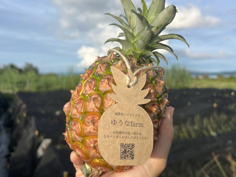 【希少】樹上完熟ピーチパイン2〜3玉🍑🍍(2kg〜)