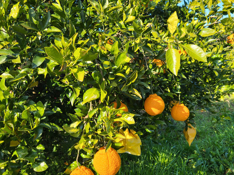 有機JAS認証　愛媛県産　有機　不知火　オーガニック　(家庭用)