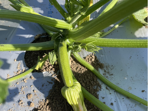 【五感を揺さぶる古代野菜】厚切りステーキで味わう『古代ズッキーニ』じゅわっと溢れる濃密な旨味🥒☆古代種ブランド野菜【農薬不使用】【化学肥料不使用】【品種改良なしの固定種野菜】🥒6月上旬予約🥒