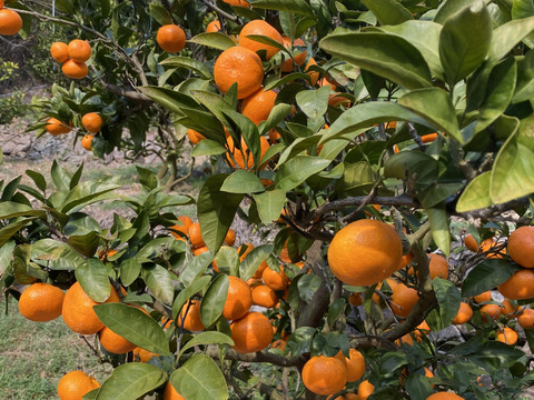 【愛媛県中島産】コクあるみかん！南柑20号　サイズ混合