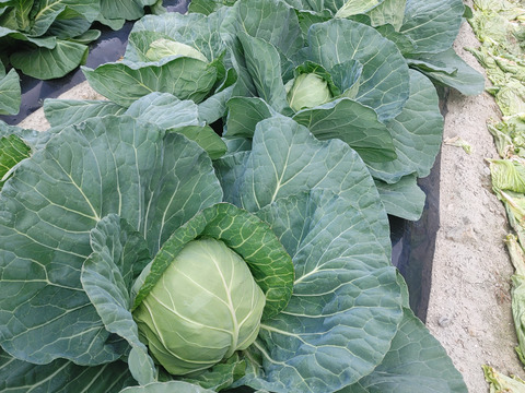 淡路島　野菜セット