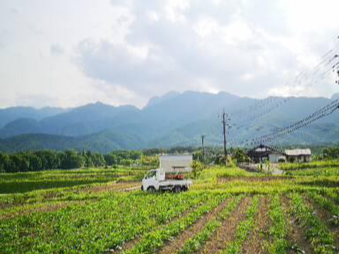 新じゃが 自然のまんまのホッカイコガネ【山梨県北杜市産】3kg