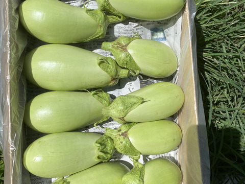 4美味しい翡翠茄子！やみつきナス！旨なす！煮ても焼いても美味しい！農薬不使用！