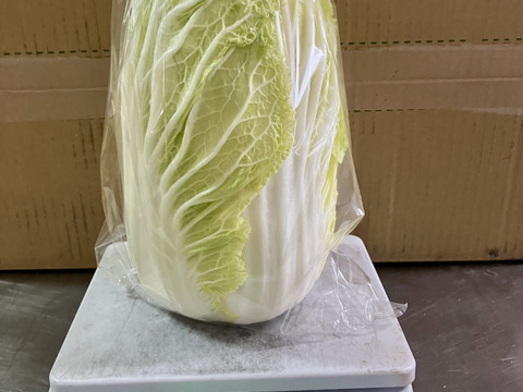 【有機JAS認証】有機白菜2玉、約3kg、クセもなくみずみずしい、甘み十分！