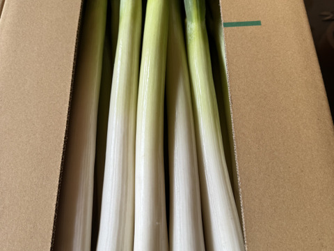 甘い長ネギ 有機肥料栽培　除草剤不使用　群馬県産　10本　Lサイズ(1,6-1,8cm)