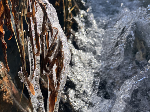 【有機JAS】飛騨産大玉トマト2キロ箱
今年もやっぱり丸かじり！麗月