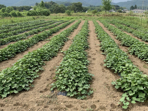 自家育苗・手掘り！　紅はるか　S~2Lサイズ混合　約4.5kg