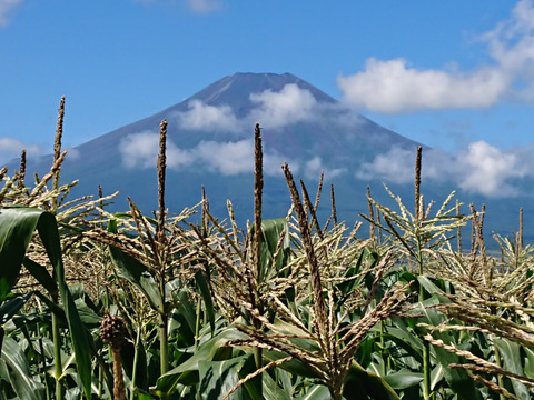 激甘!!富士山麓育ち!!白いとうもろこし『ホワイトショコラ』10本セット