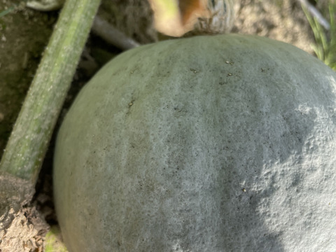 北海道産　農薬不使用【雪化粧】5キロ