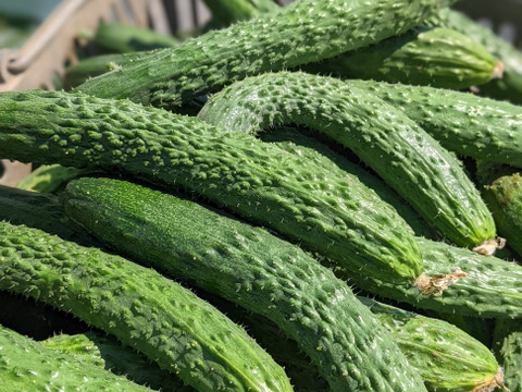 【アワード受賞福袋】旬のVEGE箱「厳選8品目セット」
食べチョクアワード野菜2位受賞の旬のVEGE箱から、特に食べて欲しい8品種を厳選しました。レギュラーサイズだと多すぎて食べきれない方にもぜひ♪