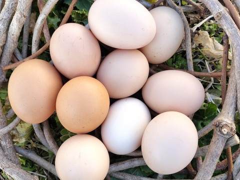 平飼いの３種類の烏骨鶏の卵10個自然農法果樹園アイアイファーム