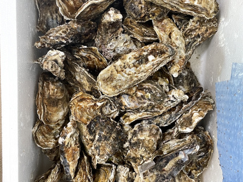 【水産アワード１位受賞】生食用８ｋｇ 殻付き 牡蠣 （56~130粒）牡蠣 殻付き牡蠣 殻付き牡蛎 牡蛎 kaki かき カキ 松島牡蠣屋 BBQに バーベキュー食材 貝類 海産物